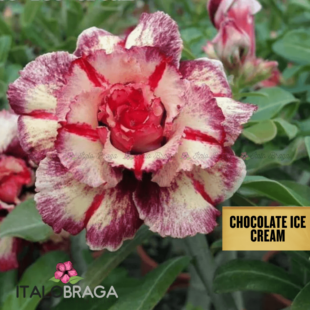 Enxertada CHOCOLATE ICE CREAM RC-192