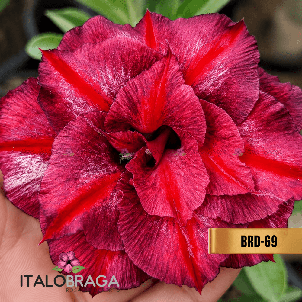 Enxertada BRD-69 - Adenium Obesum Flor Rara Planta Ornamental