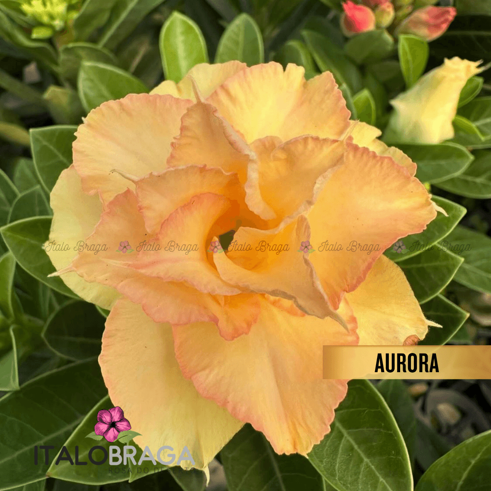Enxertada AURORA - Adenium Obesum Flor Rara Planta Ornamental